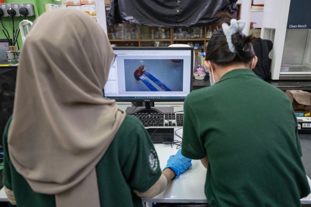 Malaysia’s bed bugs join the crime squad