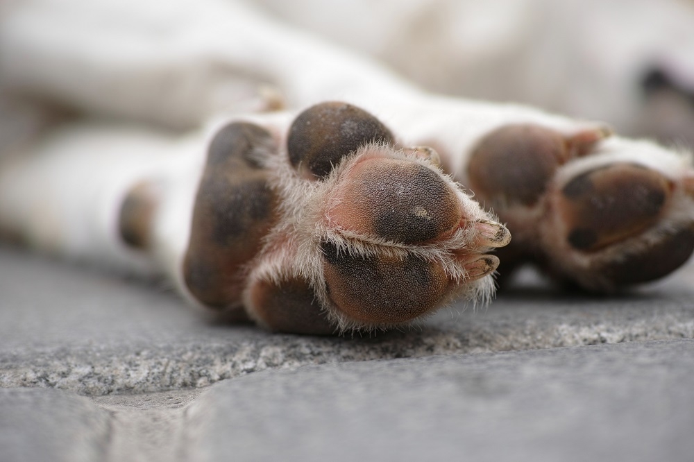 Protest with puppy carcasses prompts DVS to reopen cruelty probe