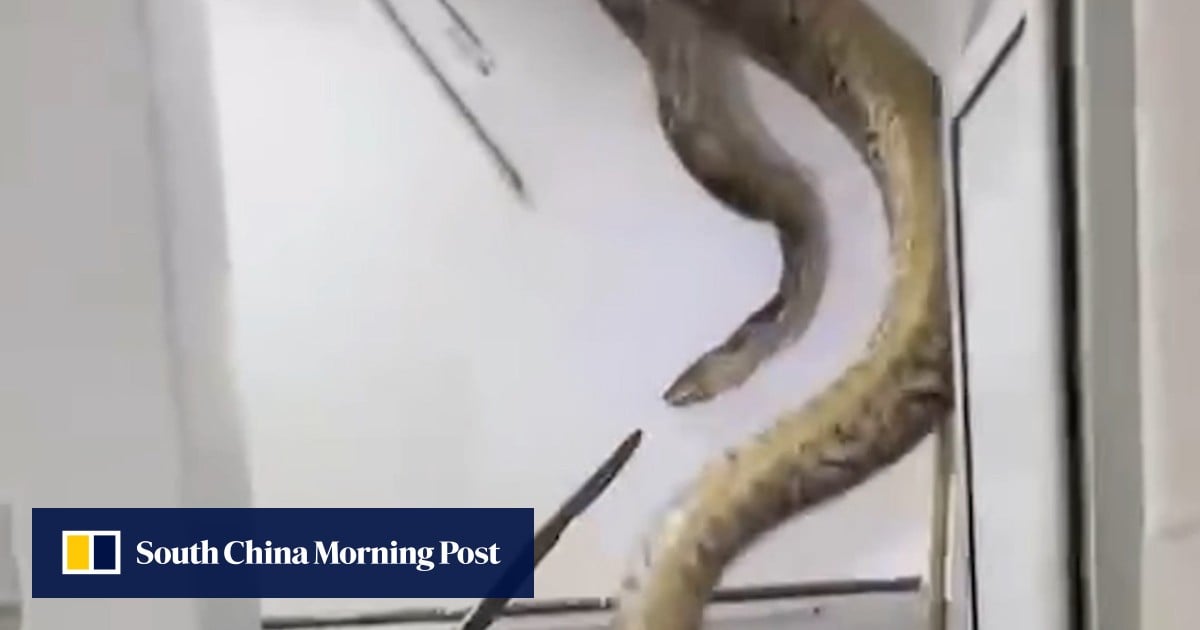 Video | Python crashes through family’s bathroom ceiling in Malaysia