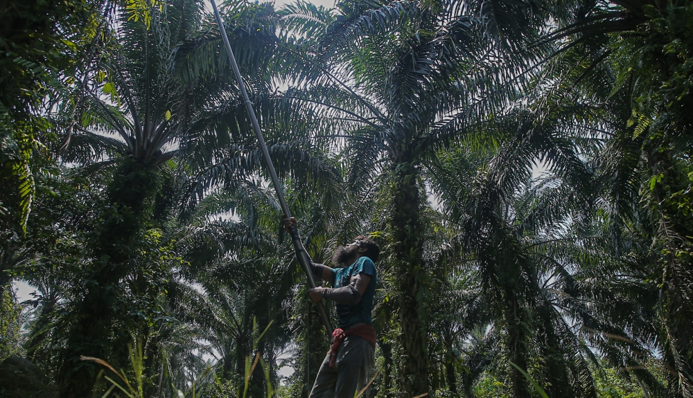 Malaysia warns palm oil firms MSPO certification at risk if NCR land rights breached, says deputy minister