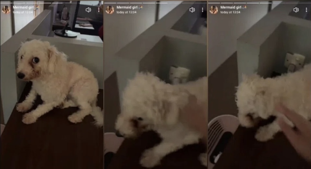 Singapore influencer Eunice Ng probed over alleged dog abuse