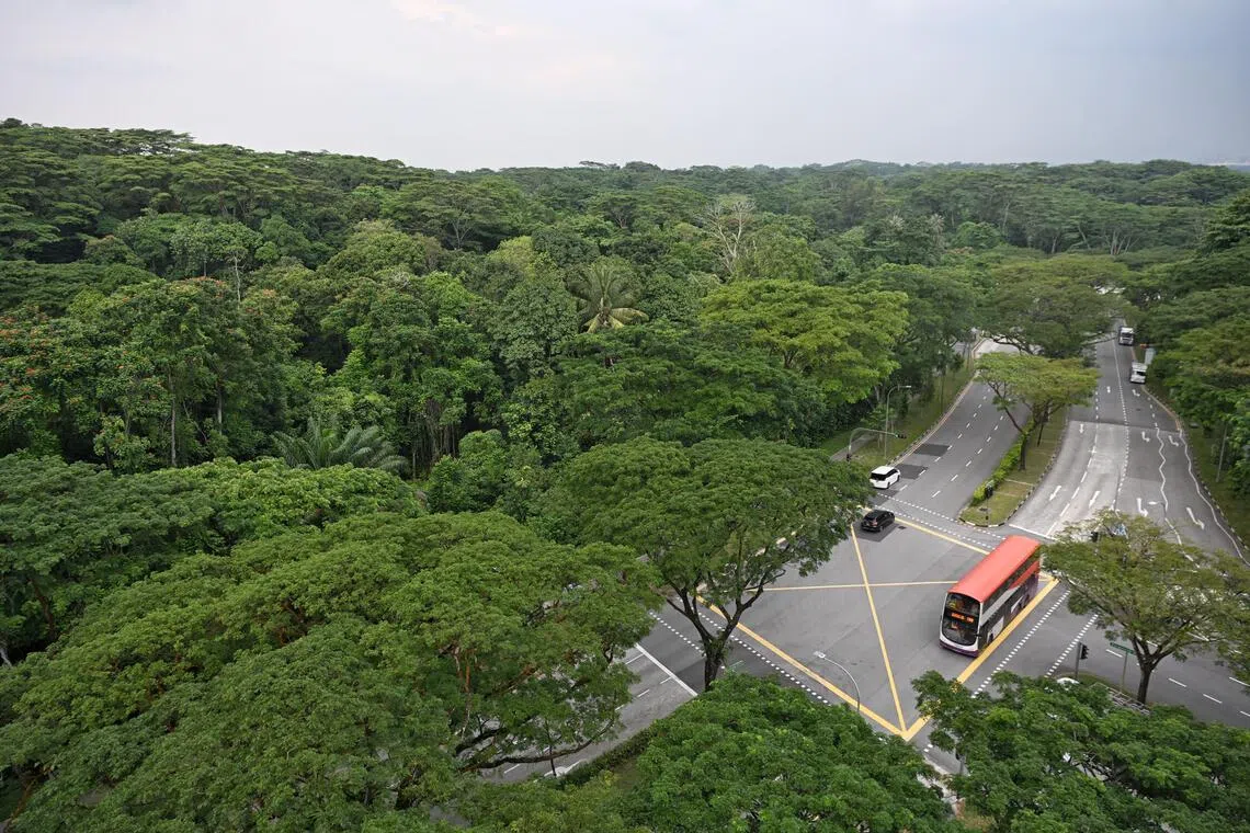 Over 52ha of forest, streams to be developed for next phase of Jurong Innovation District