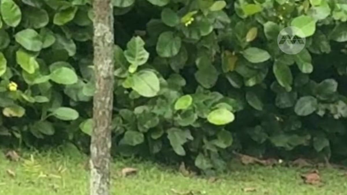 The Singapore Special, cared for by regular feeders,