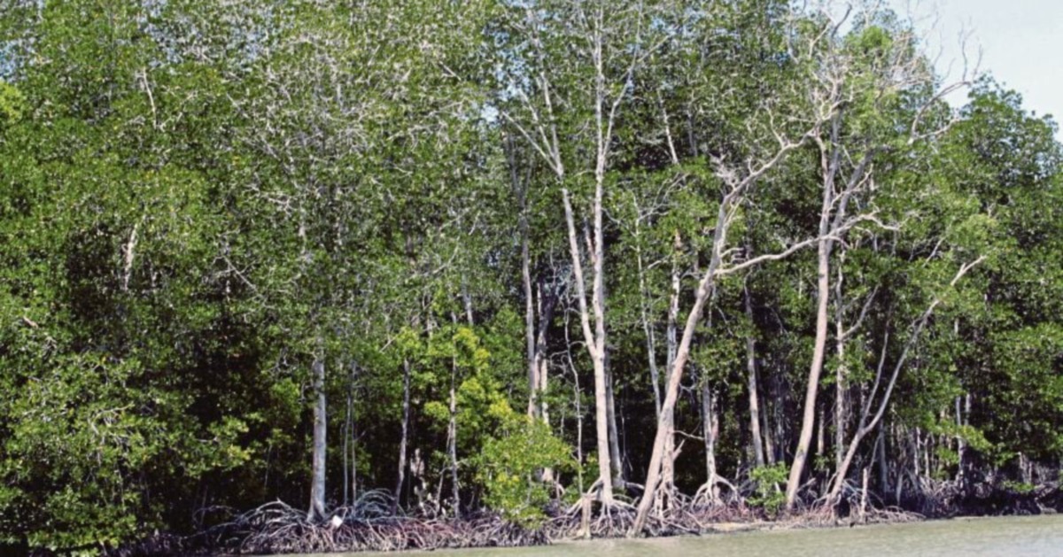 Perak gazettes 887.24ha of new permanent forest reserves