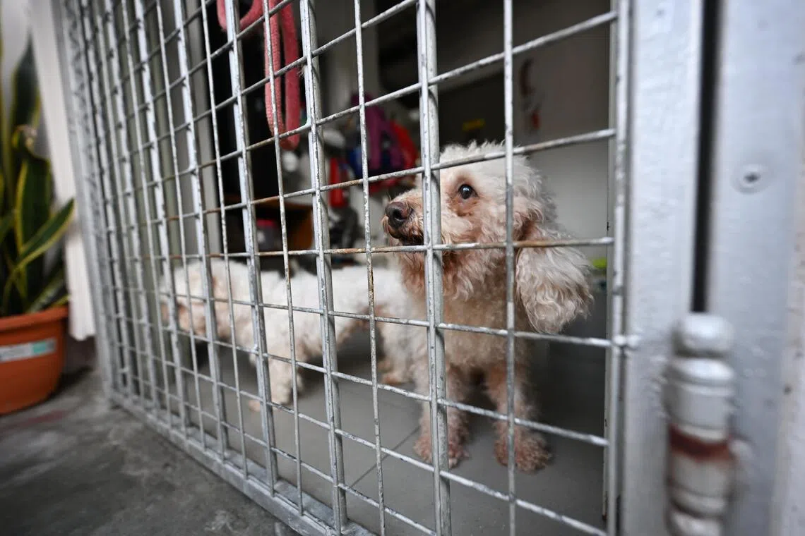 Animal Lovers League charity status under probe