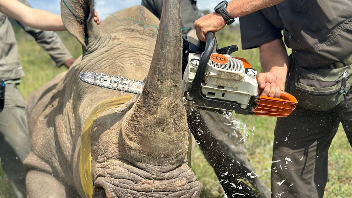 From Kruger to Changi: Singapore’s role in the illegal rhino horn pipeline