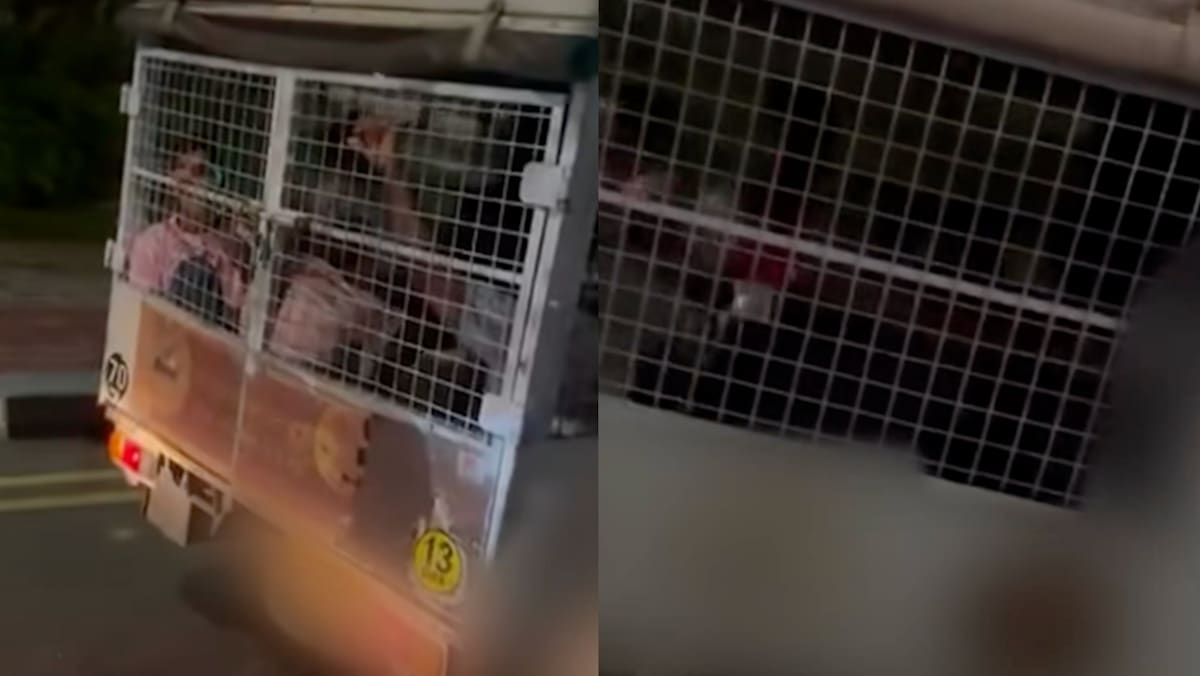 S’poreans Weigh In On Viral Video Showing Migrant Workers In Caged Lorry: “Humanity Sucks In SG”