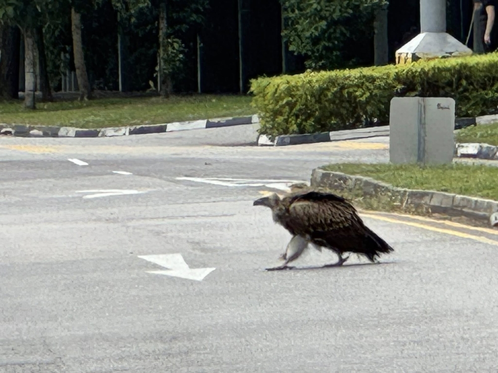 Himalayan vulture stuns in eastern Singapore after rare sightings in the west