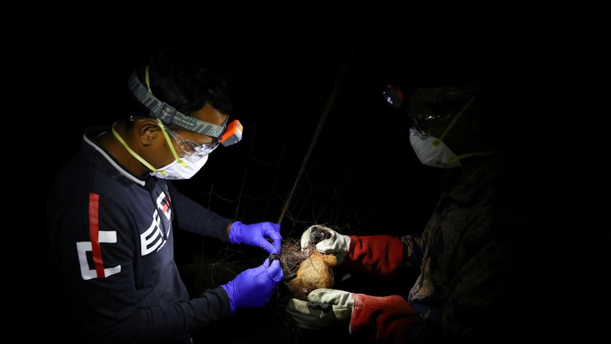 Singapore monitoring Nipah virus case reported in Bangladesh; no cases here