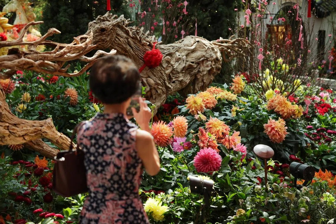 Feast your eyes on delectable dinnerplate dahlias, star of CNY display at Gardens by the Bay