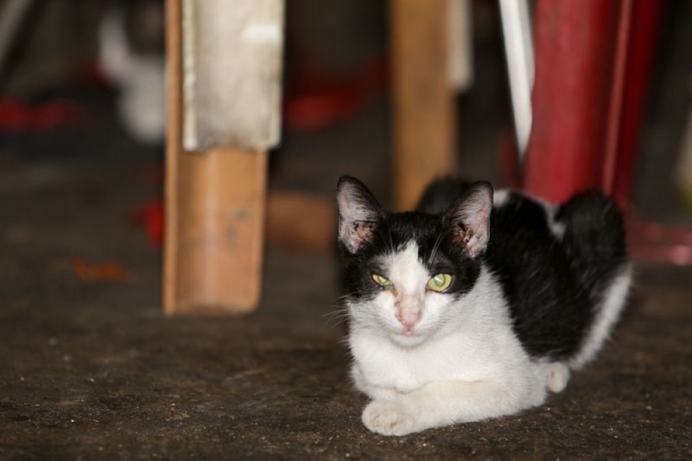 Animal cruelty cases fall in Singapore — but SPCA says overall numbers remain ‘alarming’