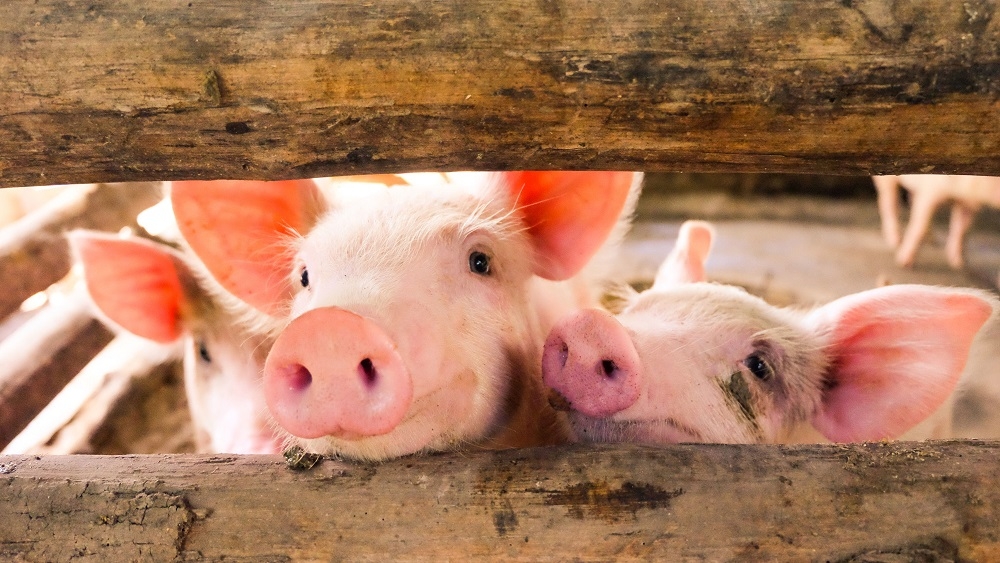 Agriculture Ministry: Malaysia approves pork imports from Thailand, Brazil to meet CNY demand