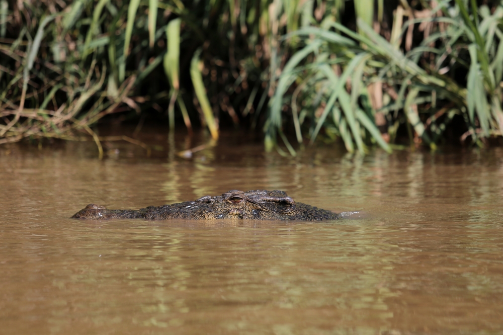 It’s been a while, crocodile: Singapore reopens Sentosa beaches after scaly guest moves on