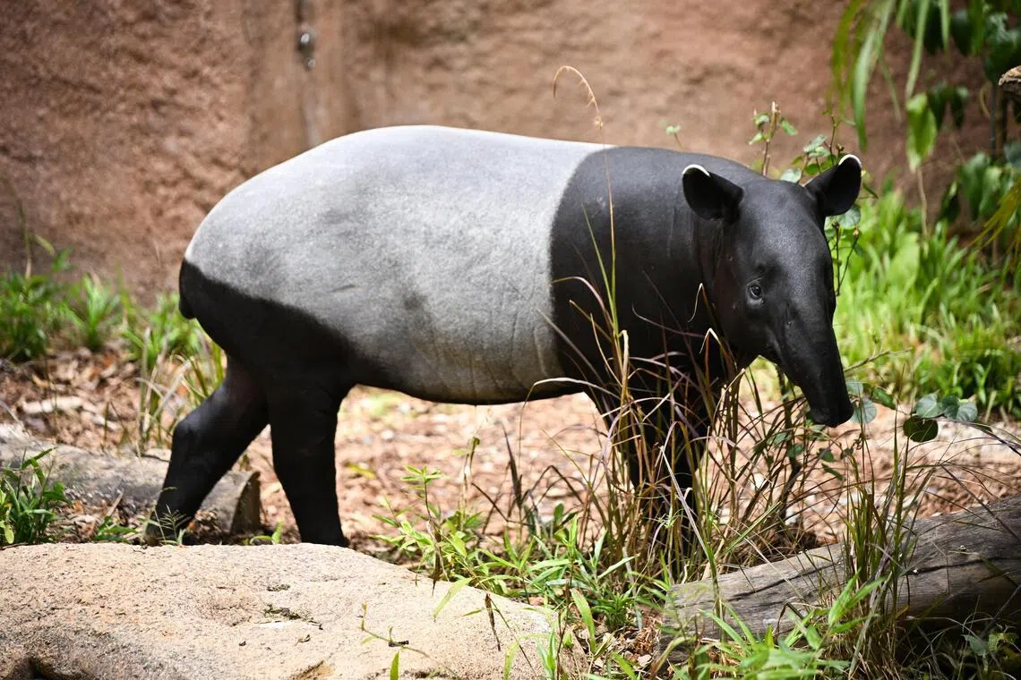 Rare Malayan tapir spotted in Defu; NParks advises public not to go near or feed animal