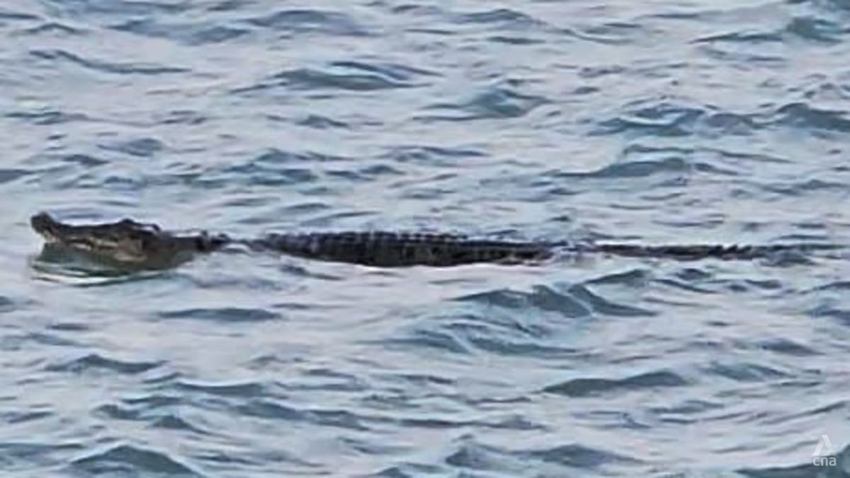 Water activities halted at 3 Sentosa beaches after crocodile sighting; search ongoing