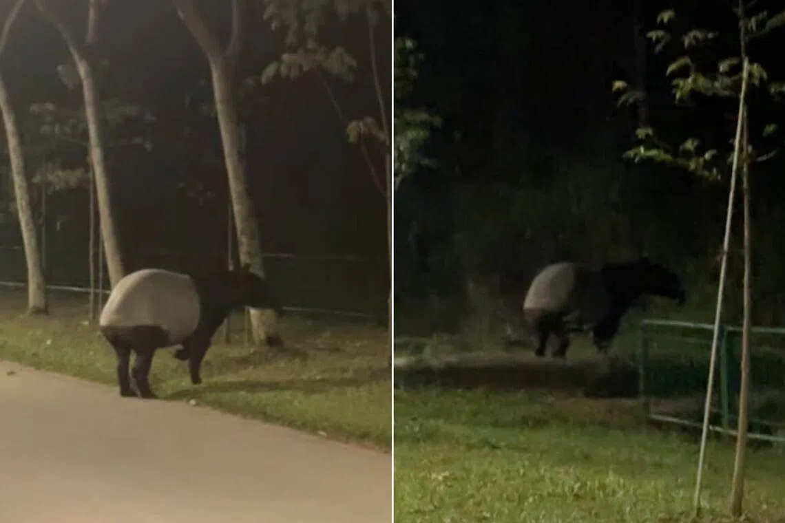 ‘Rarer than striking lottery’: Cyclist spots Malayan tapir in Lorong Halus