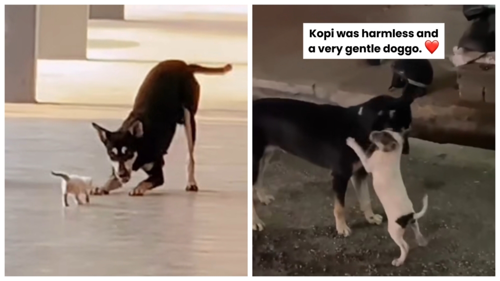 From outrage to action: How a stray named Kopi sparked an animal welfare movement in Malaysia