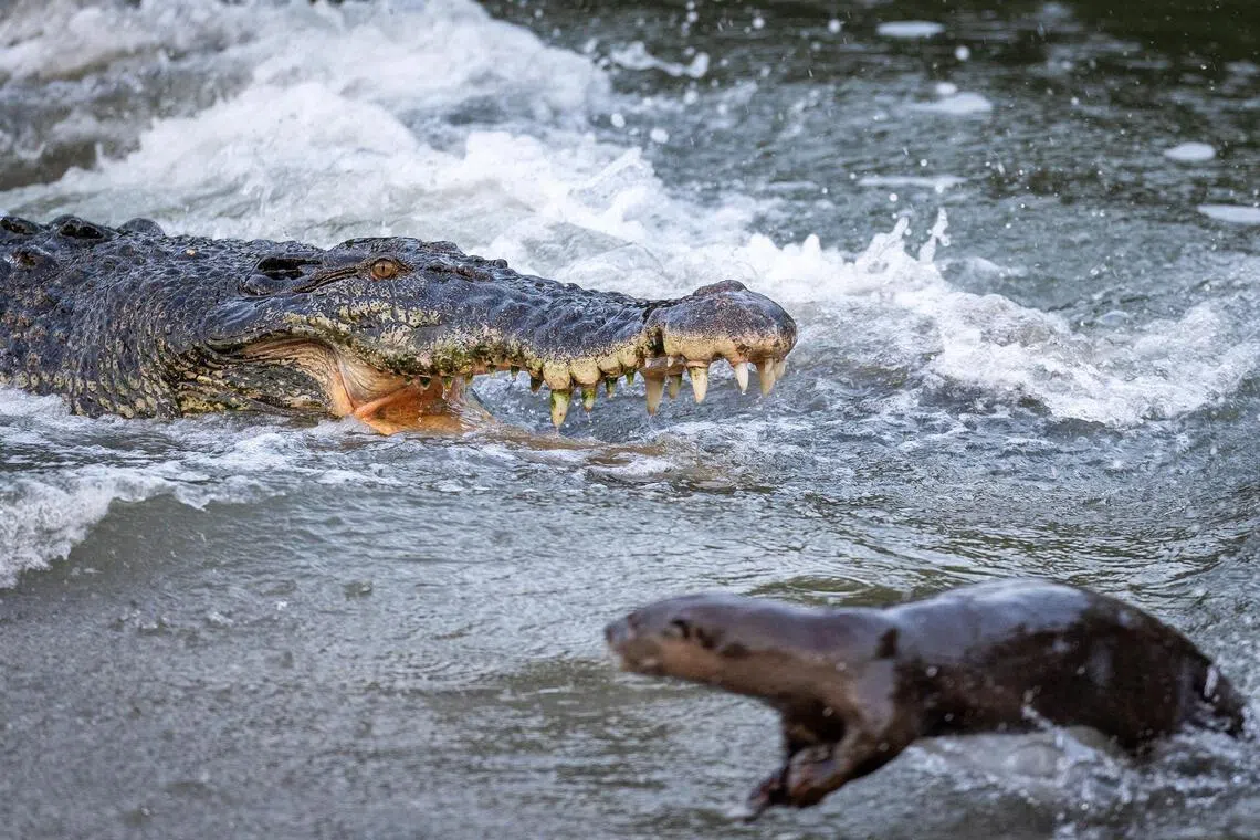 Otterly fearless: Romp of otters face off crocodile in Sungei Buloh