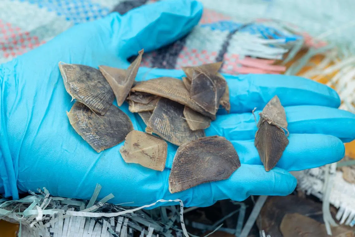 Singapore authorities seize largest cargo of scales from over 2,200 Asian pangolins