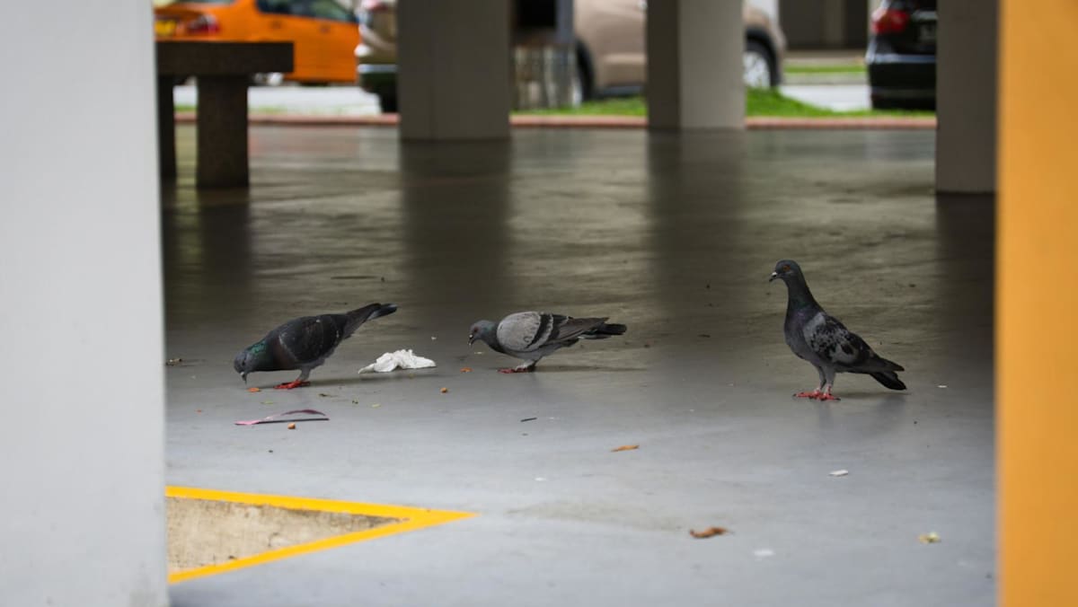 Seniors responsible for half of all illegal bird-feeding cases – what can be done?