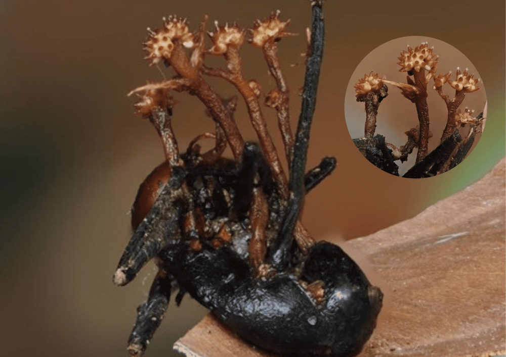 New horn-shaped fungus discovered in Sabah’s Danum Valley, first of its kind