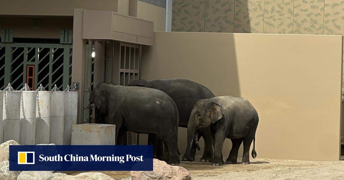 Malaysia seeks return of elephants as Japan climate, welfare concerns grow