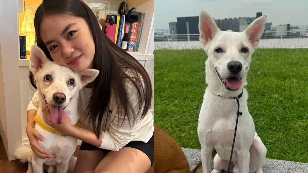 Chantalle Ng Successfully Finds New Home For Her Foster Dog: “Sometimes Love Is Letting Go”