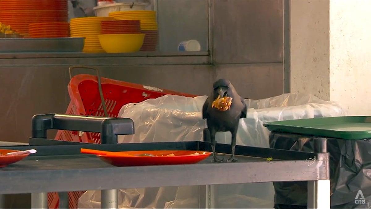 What lies behind Singapore’s crow problem? For one thing, maybe the tray return scheme