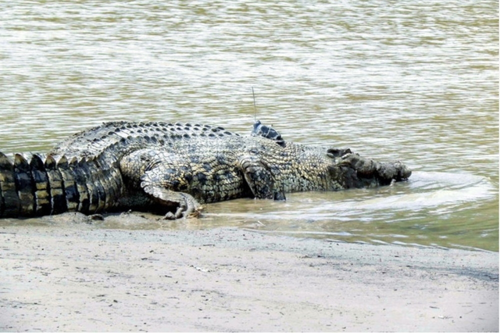 Fresh crocodile scare near Keppel Bay after earlier Sentosa sightings this year