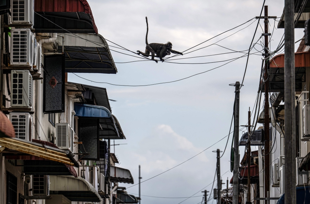 In Penang, rescue ropes and kind neighbours are giving endangered langurs a second chance