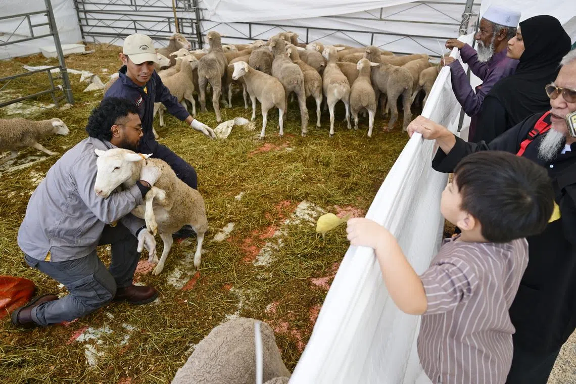 PERTAPIS’s Hari Raya Haji korban benefits 500 families