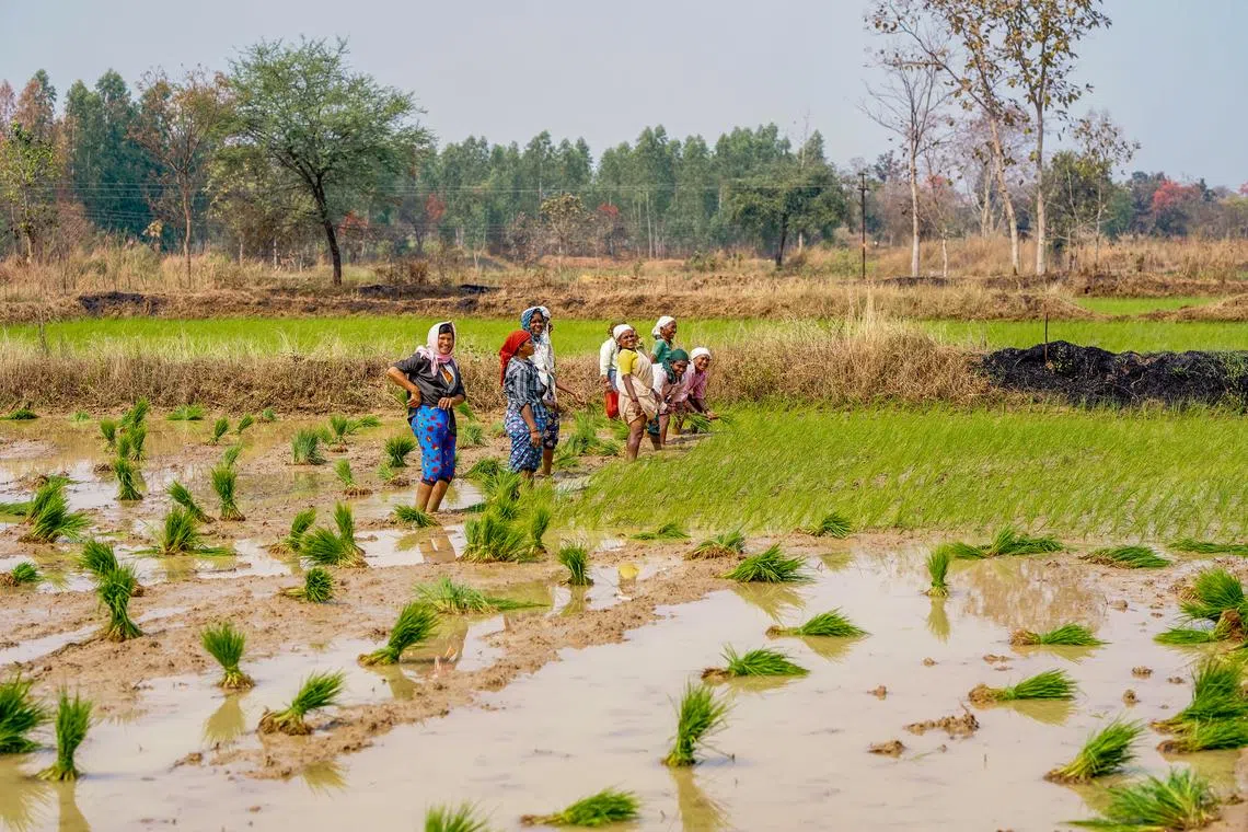 Eco-friendly rice farming method to be trialled in the region with help of EDB grant