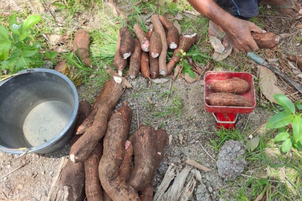 Ubi kayu reimagined: Turning backyard harvests into healthier, future‑proof food products