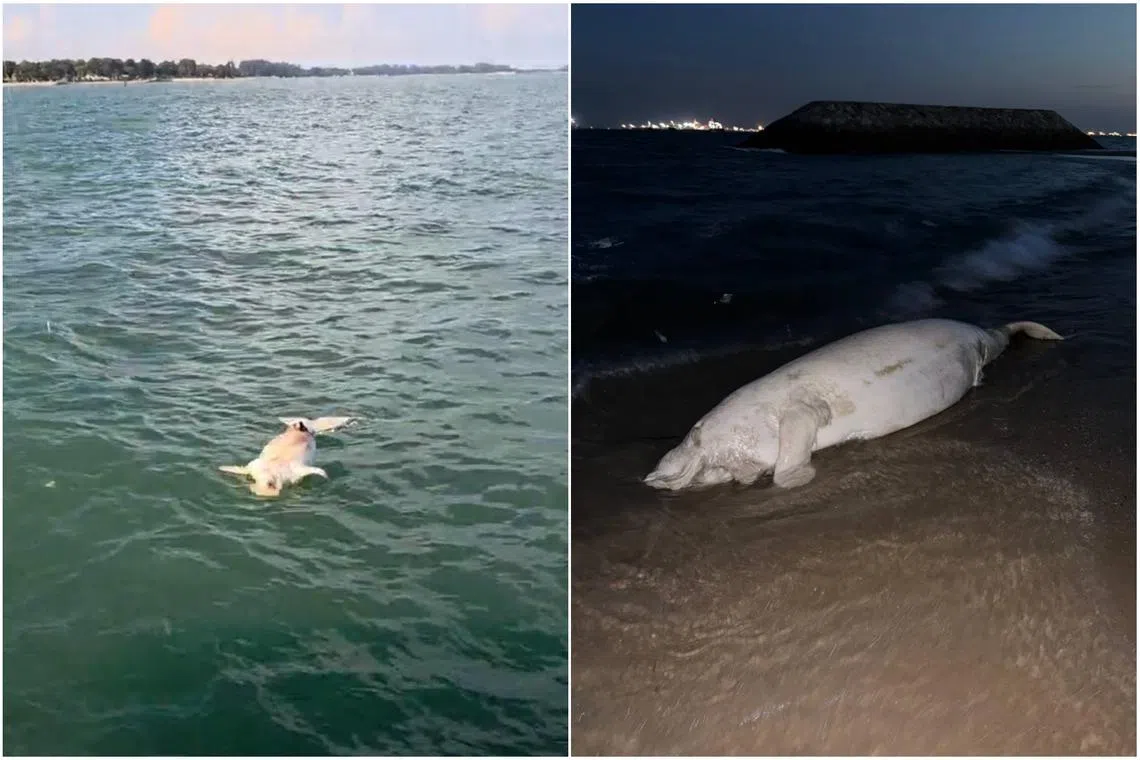 Dead dugong found at Bedok Jetty