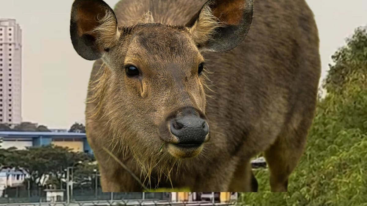 Singapore’s sambar deer were once believed to be on the