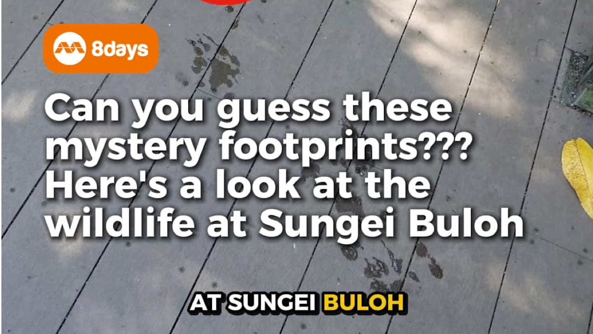 A trail of mysterious wet paw prints spotted at Sungei