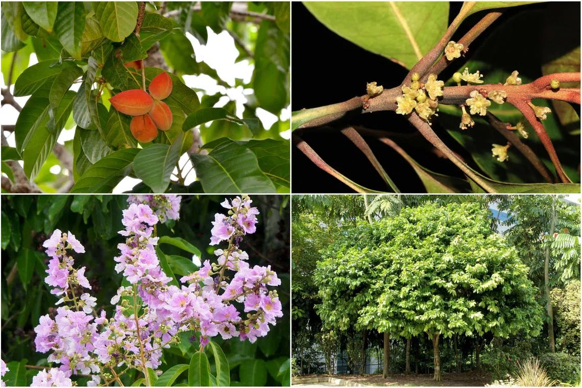 Singapore’s planting palette: What trees colour our streets and parks?