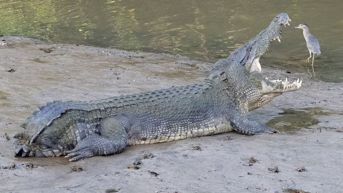 What Happened To Tailless, Possibly Singapore’s Most Famous Crocodile Which Hasn’t Been Spotted In Months?