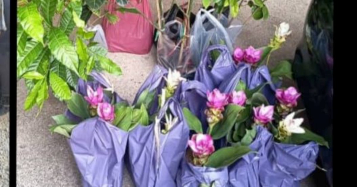Elderly women nabbed with seedlings smuggled in from Thailand