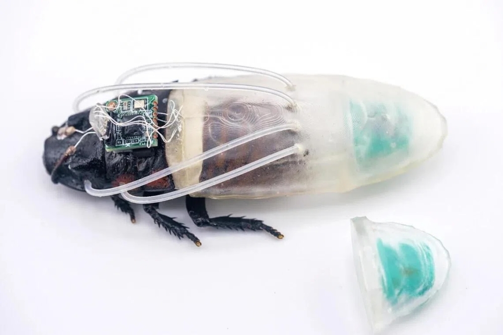 Help or horror? Scientists develop ‘diving suits’ to help cyborg cockroaches conduct underwater search‑and‑rescue (VIDEO)