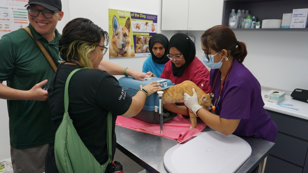 From an idea to 800 sterilisations: How Catsoterra is helping to curb the stray cat population in Penang