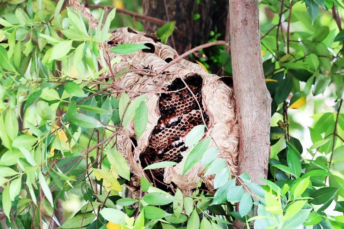 Hornet attack in Redhill: 4 people taken to hospital