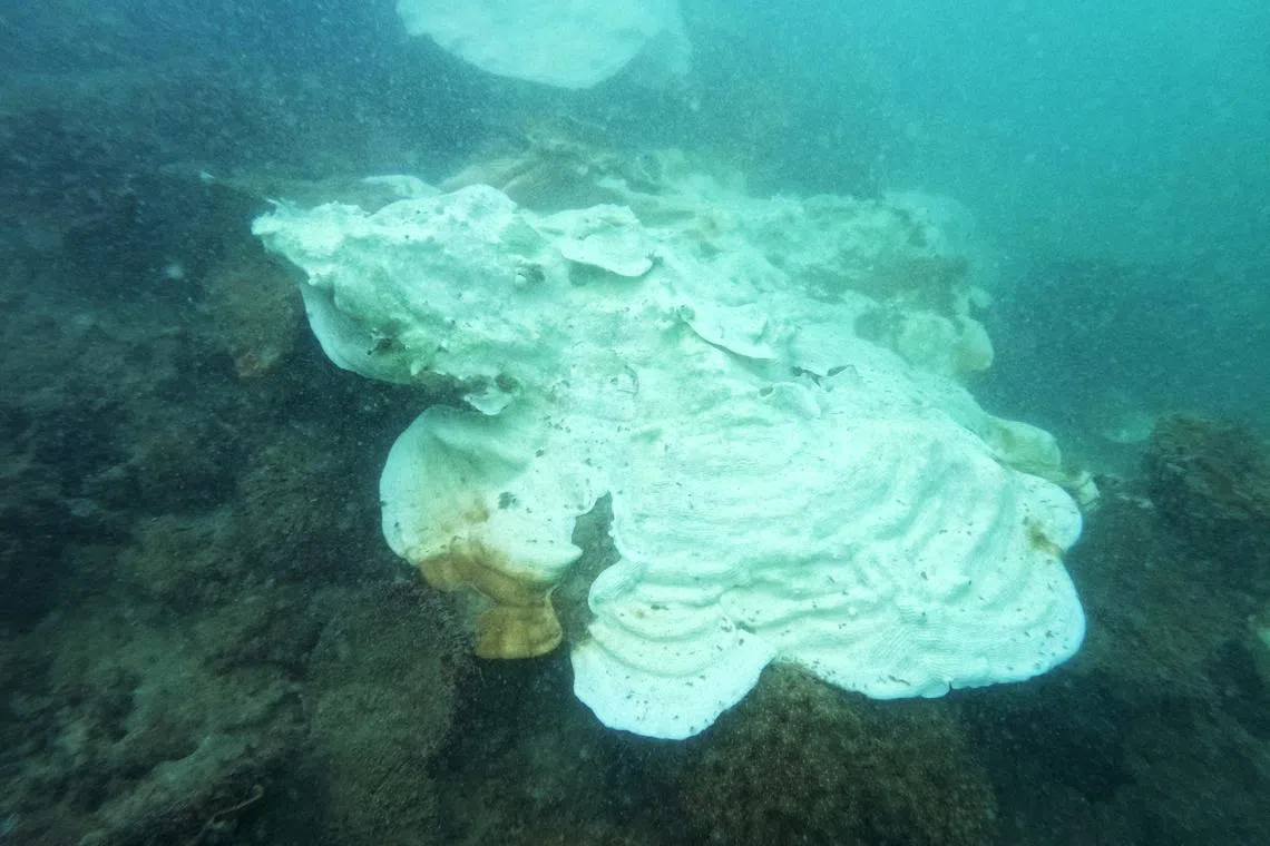 El Nino threat to Singapore corals in 2027
