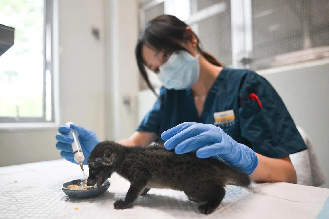 Where the wild things heal: New hospital for Singapore’s native animals opens in Mandai
