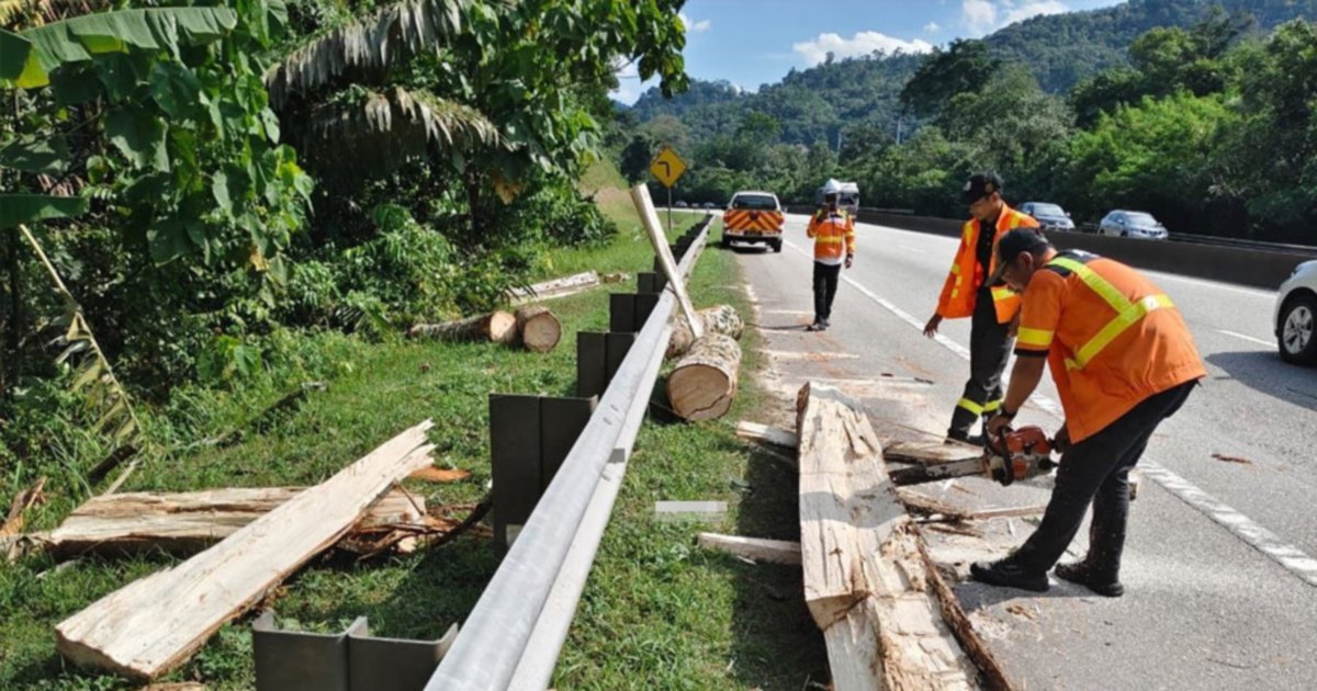Pahang to engage arborists to assess hazardous trees