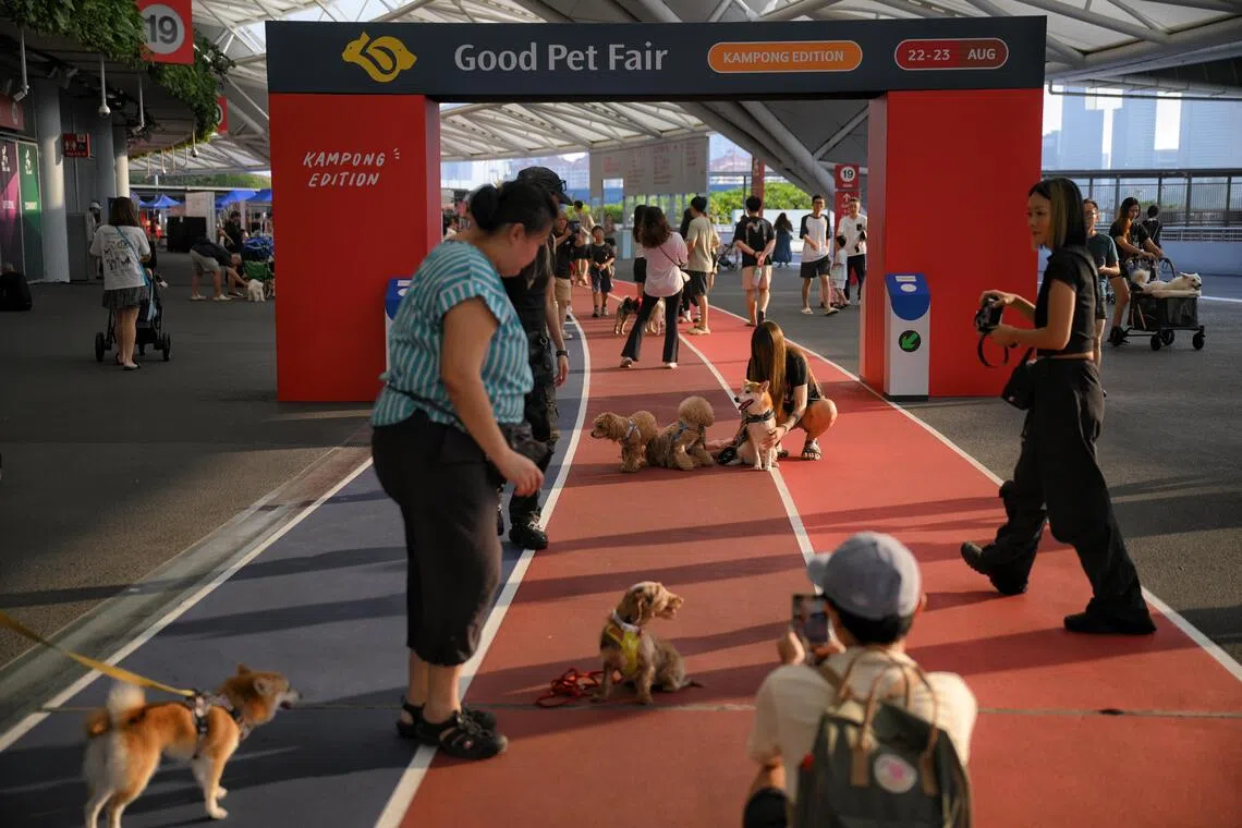 good pet fair kampong edition animals at kallang