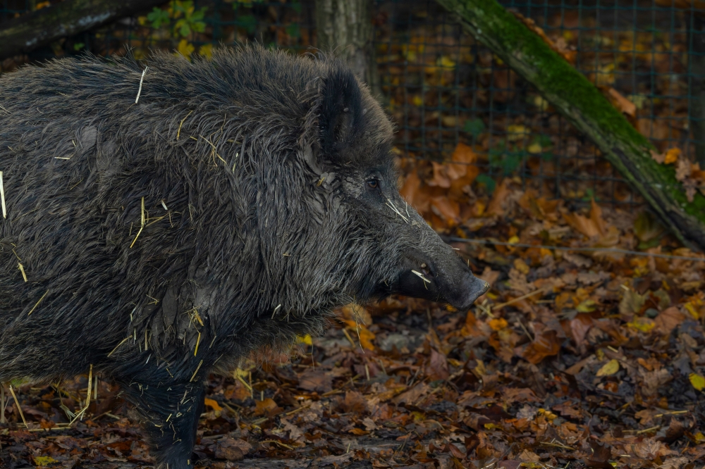 Woman sues Singapore’s NParks for negligence after wild boar attack at bus stop