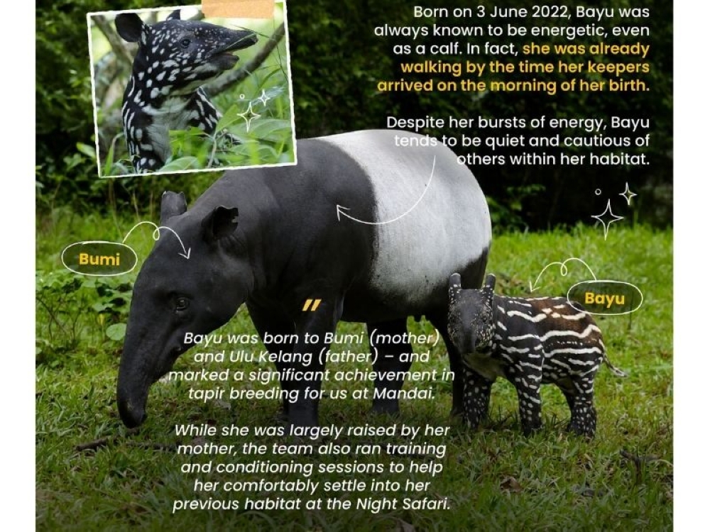 When the tapir bites: Singapore Zoo keeper hospitalised