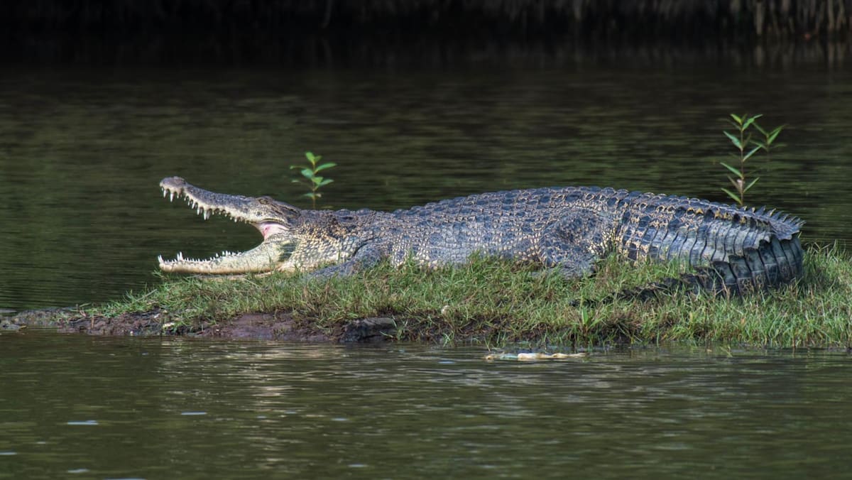 Water activities at Pandan Reservoir suspended after crocodile sighting