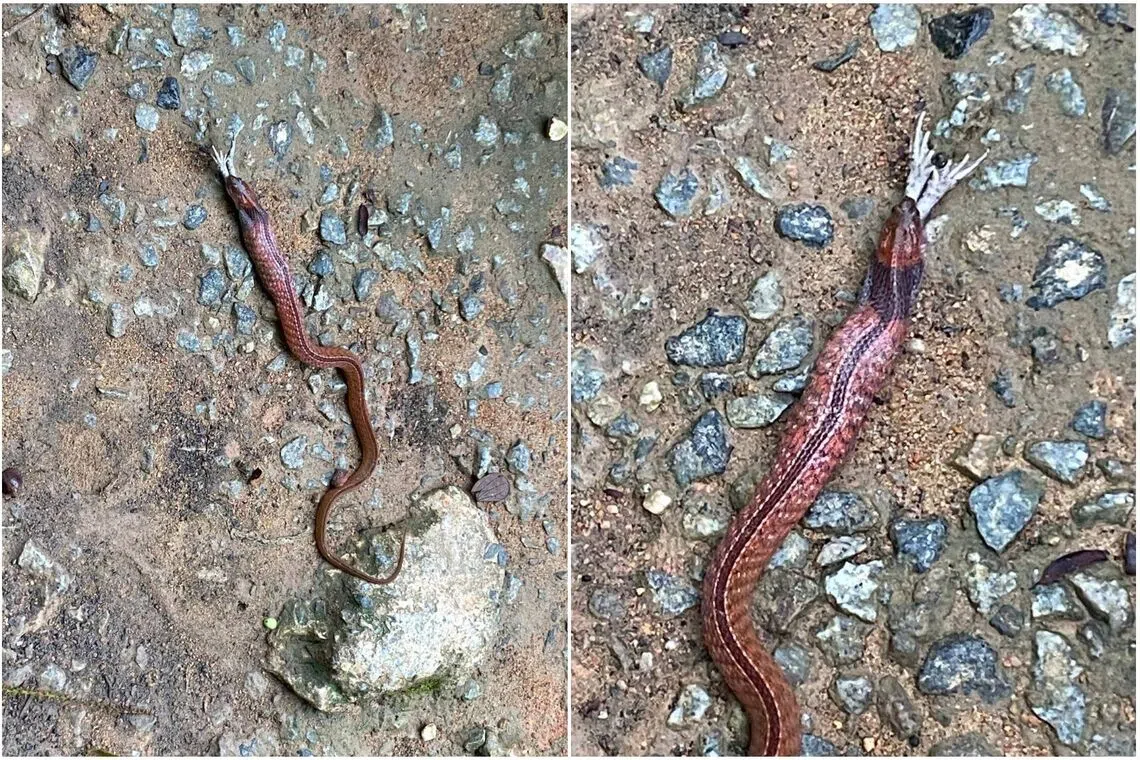 Rare, venomous blue-necked keelback snake spotted at MacRitchie Reservoir